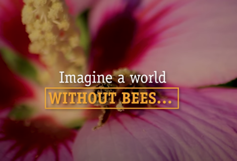 World Bee Day 20th May